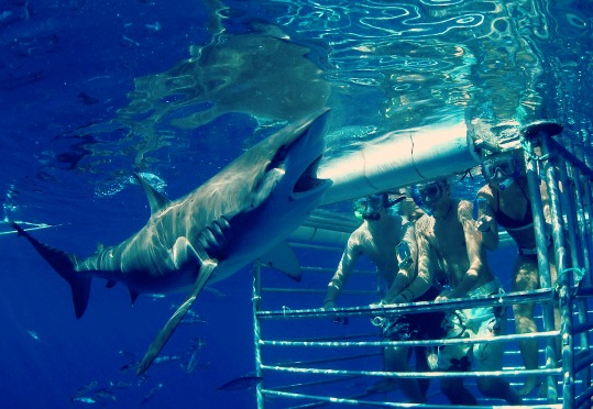 swimming-with-sharks-sherpa-indemnity-insurance